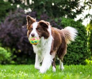 Photo of a brown and white dog with a ball in its mouth