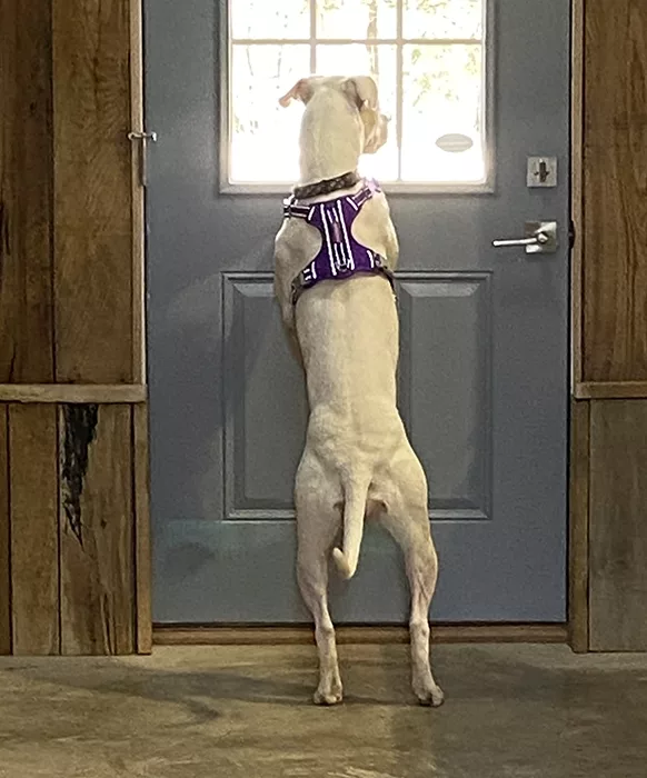 A large white dog looking out the windows at the play yard.