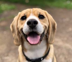 Photo of a beagle type dog